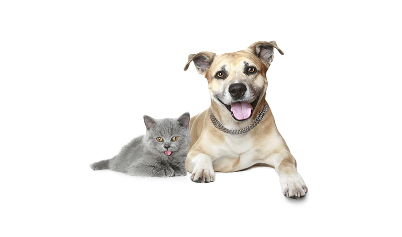 Grey kitten and a light brown dog