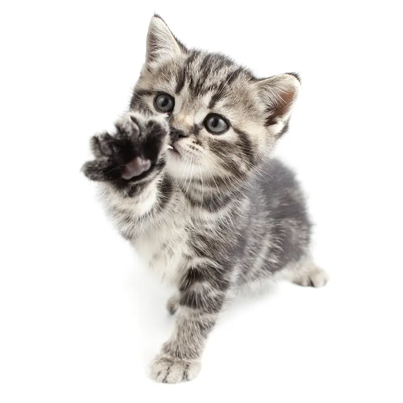 Tabby kitten holding up a paw