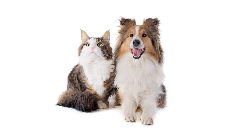 Shetland dog and maine coon cat