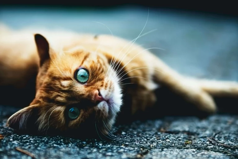 5 Purrfect Reasons To Play With A Senior Cat