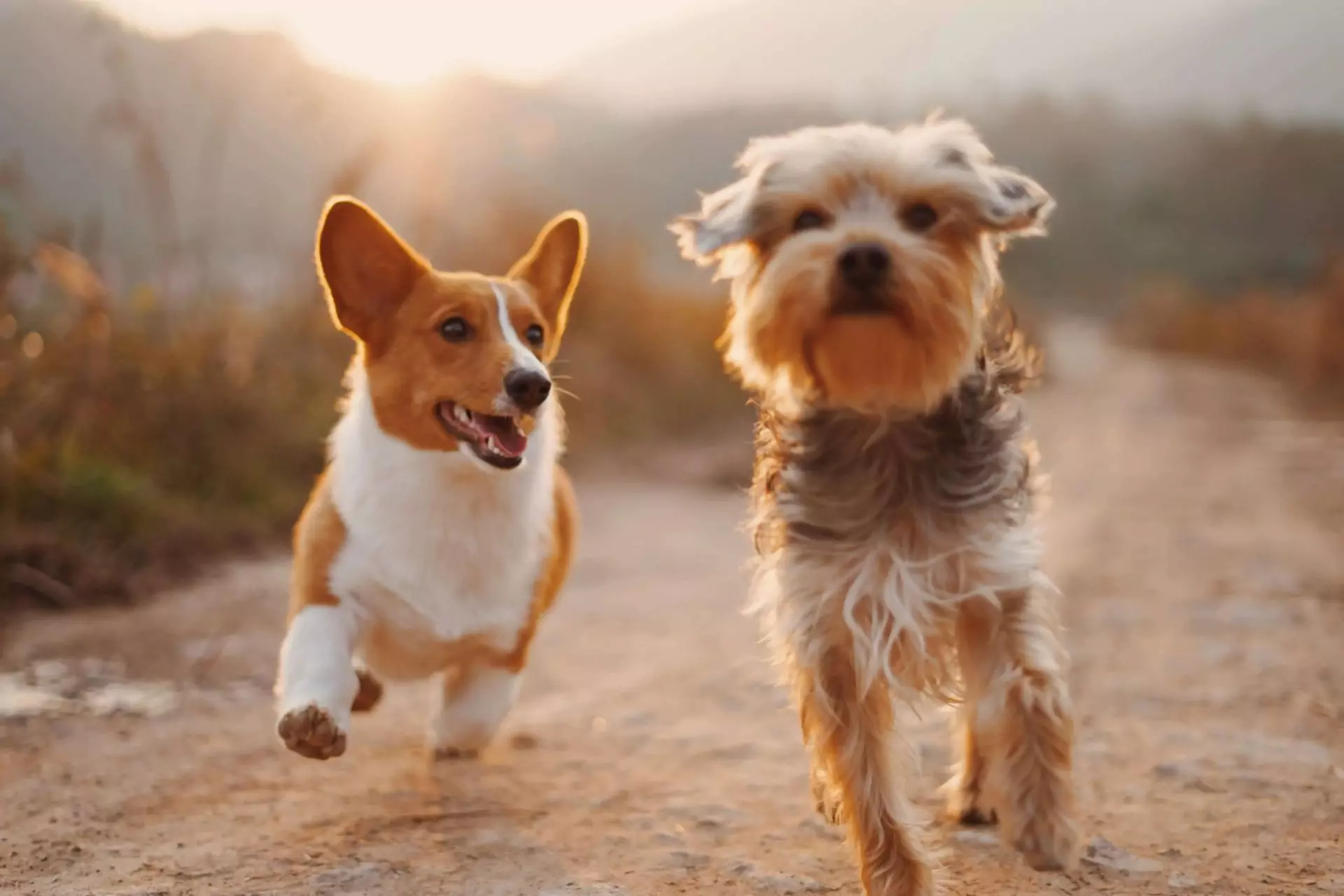 two dogs running alongside each other