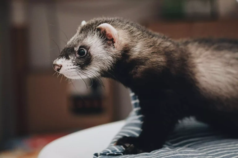 Things You Should Know Before Adopting A Ferret